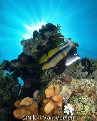 Red sea bannerfish and sunburst taken at Campsite 3, Ras ... by Nikki Van Veelen 